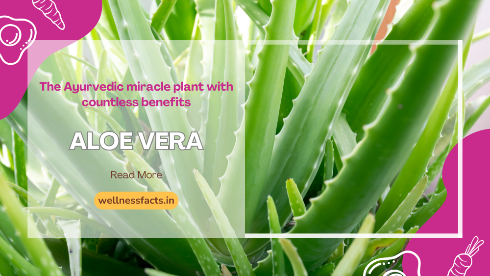 Aloe Vera: Ayurveda’s Miracle Plant